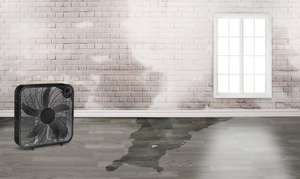 Best Mold removal after water damage  in Brodheadsville, PA